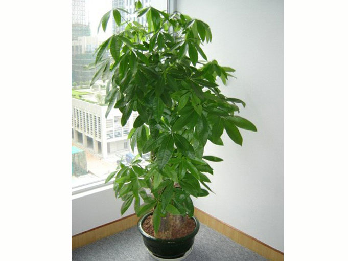 办公室番茄视频黄色APP下载链接风水之发财树摆放位置.jpg