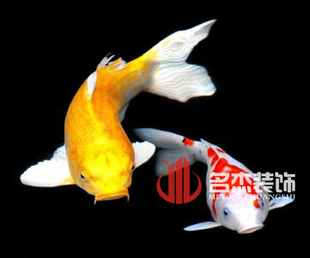 办公室番茄视频黄色APP下载链接风水之养殖金鱼.jpg